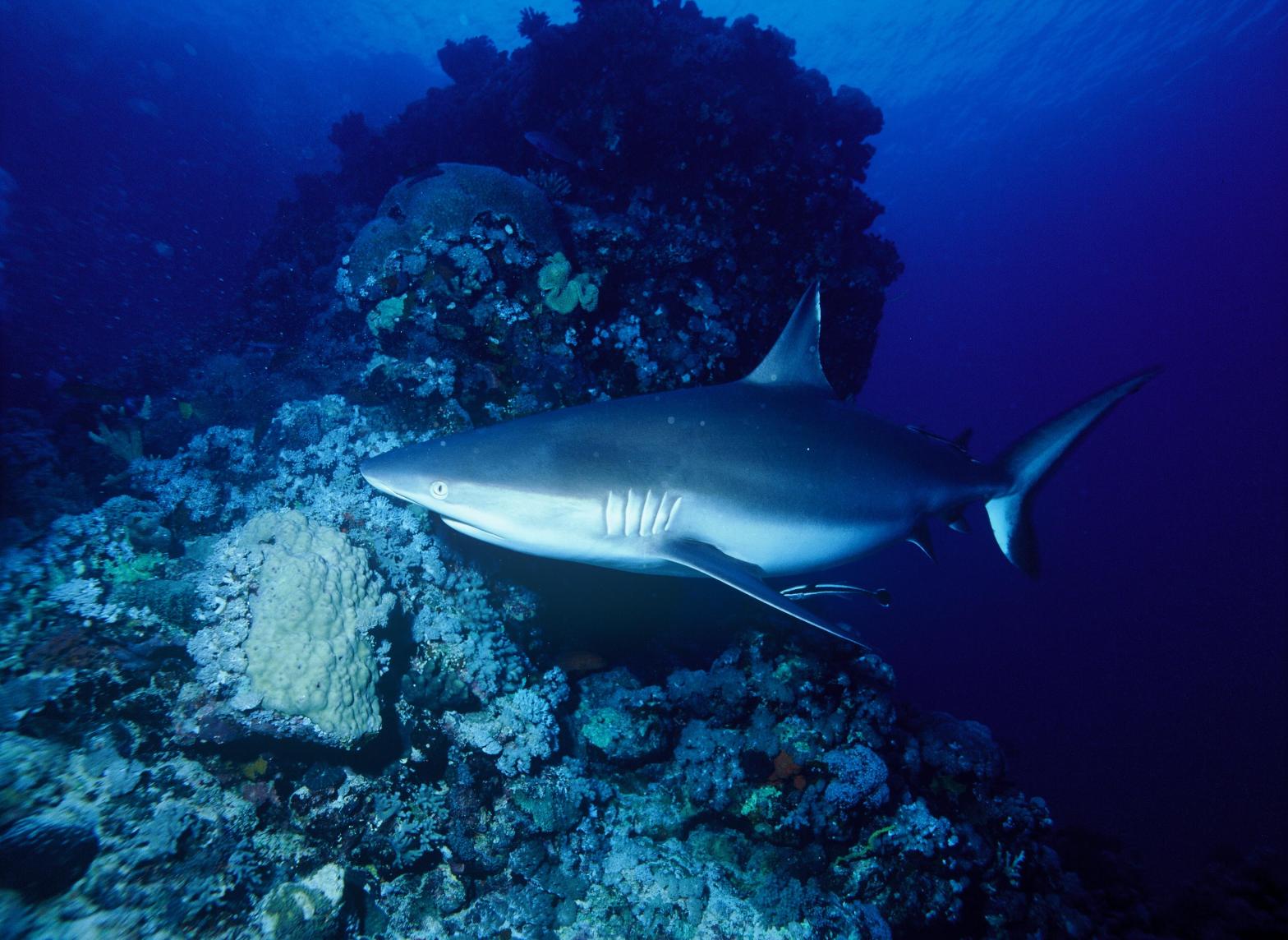 Grey nurse shark on a reef