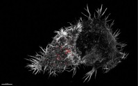Super-resolution micrograph of a natural killer (NK) cell (left) examining a second cell (the less bright, slightly rounder cell on the right) for signs of disease. NK cells are part of the immune system and can recognise and destroy some infected or cancerous cells. The NK cell has docked onto the second cell and will release toxic chemicals (red) that will cause it to self-destruct. These chemicals are stored in specialised compartments (cytotoxic granules) inside the NK cell, so NK cells are always pre-armed and ready to kill. This image was created using 3D structured illumination microscopy, one type of super-resolution microscopy. Each cell is approximately 20 micrometres (0.02 mm) in diameter. Science communication
